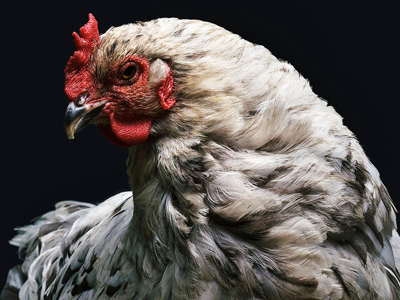 Hühner-Massentierhaltung-Geflügelpesterreger-H5N8