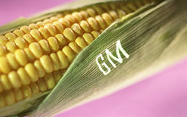 Maiskolben-mit-GM-Aufdruck