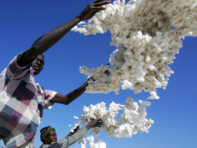 GMO-Baumwolle-Faso-Afrika